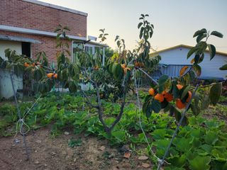 심봉섭님의 감 · 자유게시판 작성글 사진