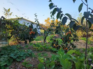 심봉섭님의 감 · 자유게시판 작성글 사진