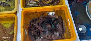 사천시향촌동 돼지띠님의 장터이야기 · 자유게시판 작성글 사진