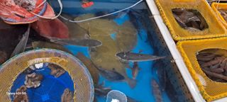 사천시향촌동 돼지띠님의 장터이야기 · 자유게시판 작성글 사진