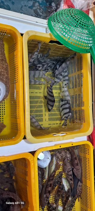 사천시향촌동 돼지띠님의 장터이야기 · 자유게시판 작성글 사진