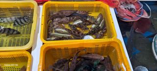 사천시향촌동 돼지띠님의 장터이야기 · 자유게시판 작성글 사진