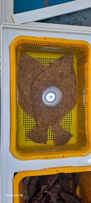 사천시향촌동 돼지띠님의 장터이야기 · 자유게시판 작성글 사진