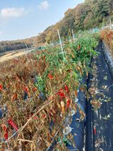 팜모닝 고추·일상 게시글 이미지