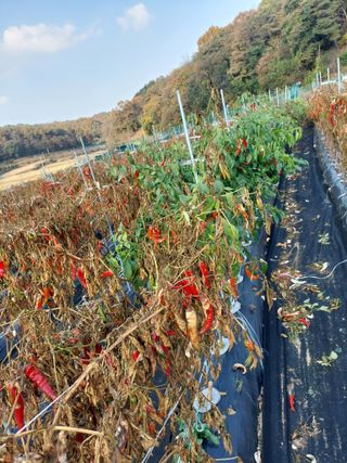 지금은 공돌이님의 고추 · 일상 작성글 사진