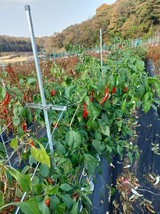 지금은 공돌이님의 고추 · 일상 작성글 사진