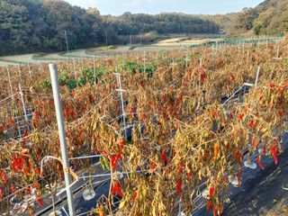 지금은 공돌이님의 고추 · 일상 작성글 사진