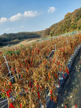 지금은 공돌이님의 고추 · 일상 작성글 사진