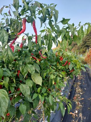 지금은 공돌이님의 고추 · 일상 작성글 사진