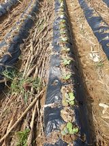 팜모닝 [팜춘문예] 짧은 시 쓰기·참여글 게시글 이미지