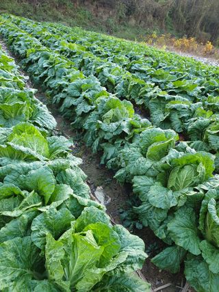 샤이니바다님의 [팜춘문예] 짧은 시 쓰기 · 참여글 작성글 사진