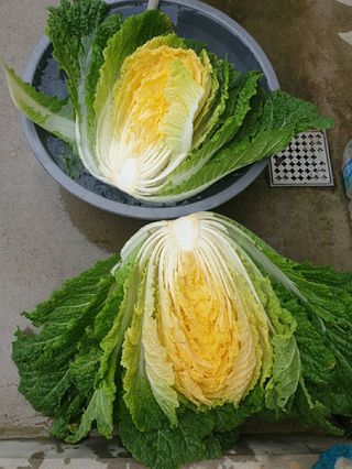 샤이니바다님의 [팜춘문예] 짧은 시 쓰기 · 참여글 작성글 사진