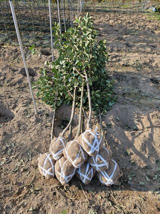 일심묘목농원님의 기타작물 · 자유게시판 작성글 사진