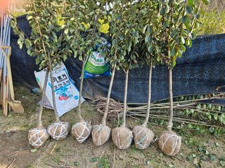 일심묘목농원님의 기타작물 · 자유게시판 작성글 사진