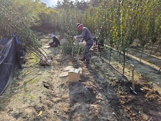 일심묘목농원님의 기타작물 · 자유게시판 작성글 사진