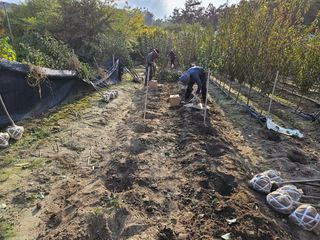 일심묘목농원님의 기타작물 · 자유게시판 작성글 사진