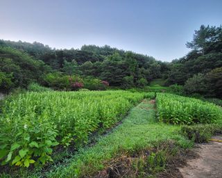 안셀모주님의 기타작물 · 병해충상담 작성글 사진