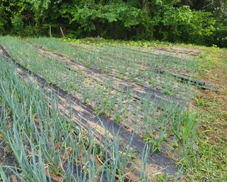 안셀모주님의 기타작물 · 병해충상담 작성글 사진