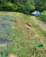 팜모닝 기타작물·병해충상담 게시글 이미지