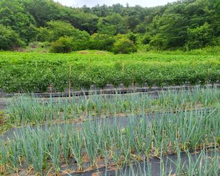 안셀모주님의 기타작물 · 병해충상담 작성글 사진