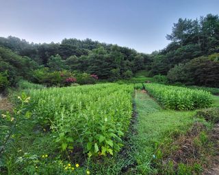 안셀모주님의 기타작물 · 병해충상담 작성글 사진