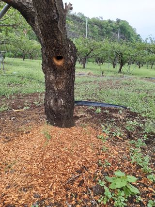 나무 유병구님의 [팜춘문예] 짧은 시 쓰기 · 참여글 작성글 사진