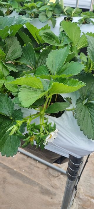 박원영님의 딸기 · 영농일지 작성글 사진