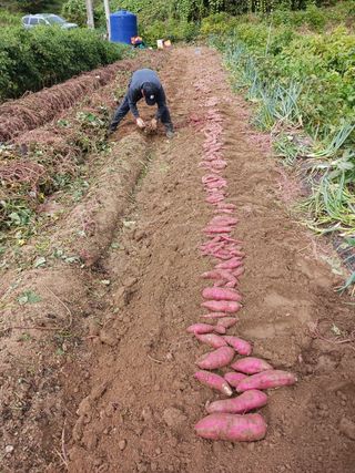 이명신님의 [팜춘문예] 짧은 시 쓰기 · 참여글 작성글 사진