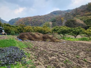 동해리님의 들깨 · 자유게시판 작성글 사진