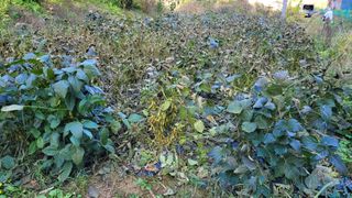 토베기님의 콩 · 자유게시판 작성글 사진