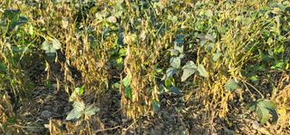 신승철님의 콩 · 영농일지 작성글 사진