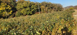 신승철님의 콩 · 영농일지 작성글 사진