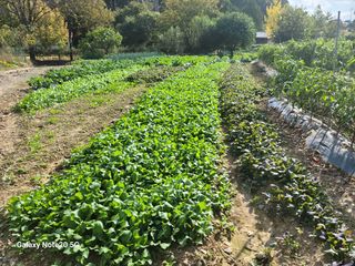 정창훈님의 배추 · 영농일지 작성글 사진