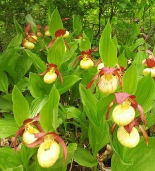 병풍취산채농원님의 [팜춘문예] 짧은 시 쓰기 · 참여글 작성글 사진