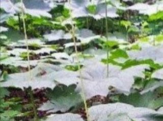 병풍취산채농원님의 [팜춘문예] 짧은 시 쓰기 · 참여글 작성글 사진