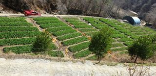 병풍취산채농원님의 [팜춘문예] 짧은 시 쓰기 · 참여글 작성글 사진