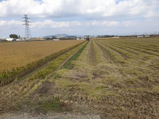 장준호님의 벼 · 영농일지 작성글 사진