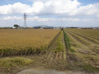 장준호님의 벼 · 영농일지 작성글 사진