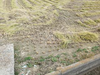 장준호님의 벼 · 영농일지 작성글 사진