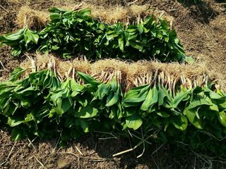 병풍취산채농원님의 [팜춘문예] 짧은 시 쓰기 · 참여글 작성글 사진