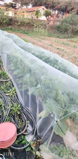 팜모닝 배추·영농일지 게시글 이미지