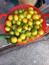 팜모닝 귤·품질 향상 게시글 이미지