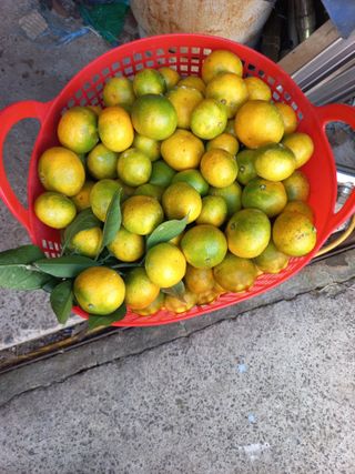 농사짓는 아빠곰님의 귤 · 품질 향상 작성글 사진