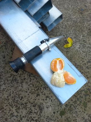 농사짓는 아빠곰님의 귤 · 품질 향상 작성글 사진