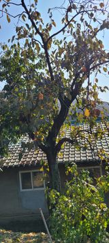 팜모닝 토마토·영농일지 게시글 이미지