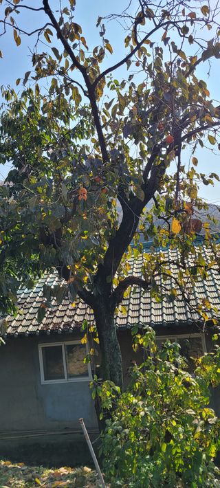 살구15128님의 토마토 · 영농일지 작성글 사진