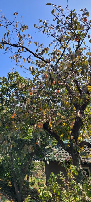살구15128님의 토마토 · 영농일지 작성글 사진