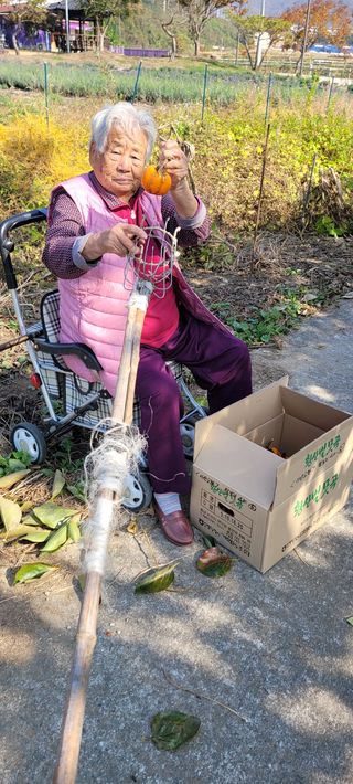 살구15128님의 토마토 · 영농일지 작성글 사진