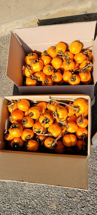 살구15128님의 토마토 · 영농일지 작성글 사진