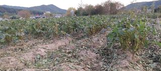 최용운님의 콩 · 자유게시판 작성글 사진